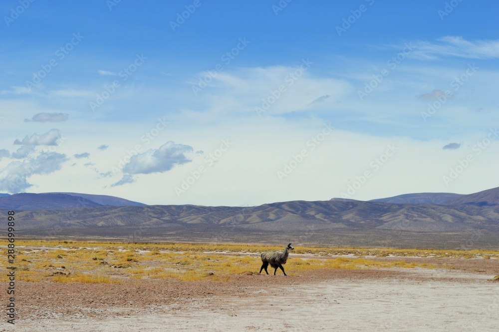 hermoso paisaje de los andes con llama