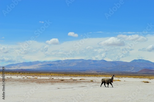 llama cruzando el salar