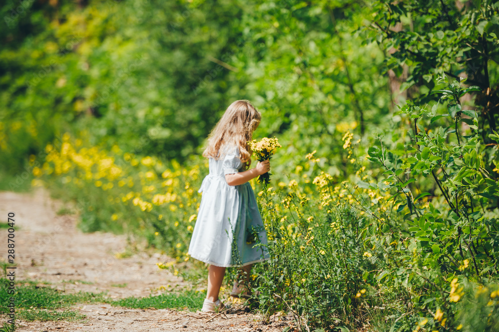 Little girl in blue dress collects yellow dandelions on a meadow Little girl in blue dress collects yellow dandelions on a meadow