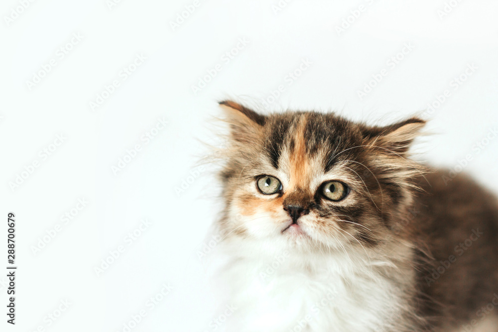  little fluffy tricolor scottish kitten on a white background