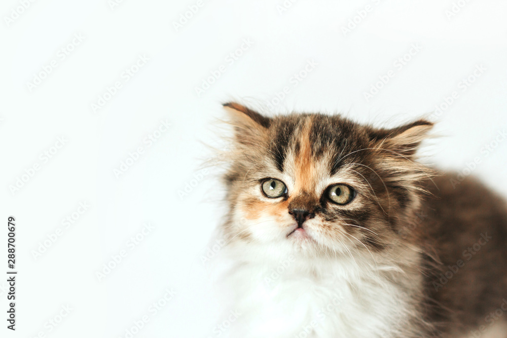 little fluffy tricolor scottish kitten on a white background little fluffy tricolor scottish kitten on a white background