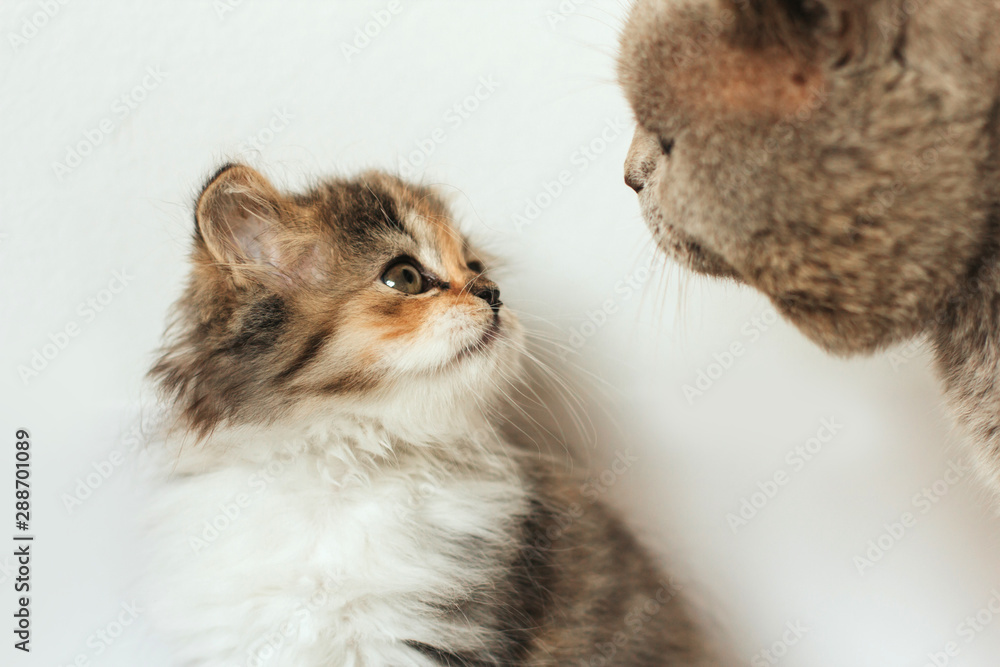  little fluffy tricolor scottish kitten looks at a big gray cat