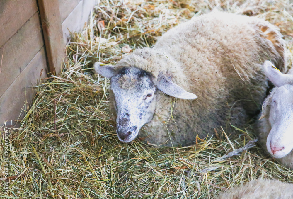 Sheep in the stall. Fluffy domestic animal in the hay.