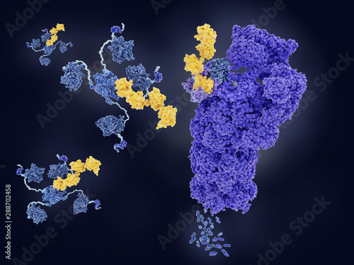 Fotografie The tumor suppressor p53, tagged with ubiquitin, is degraded by a proteasome