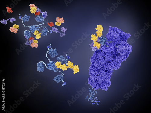 Canvas Print Negative regulation of the p53 tumor suppressor