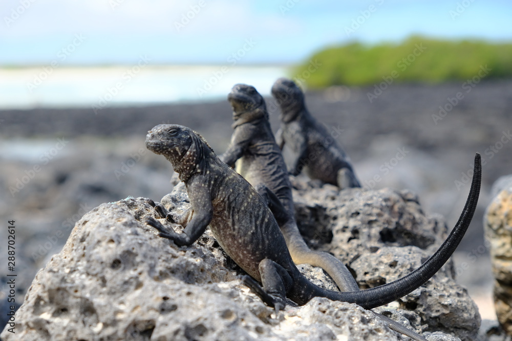 Fototapeta premium Ecuador Galapagos Island Isla Santa Cruz Marine Iguana