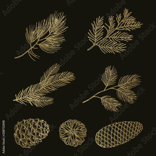 Gold fir branches and cones doodle vector set. Illustration pine cone and tree christmas twig