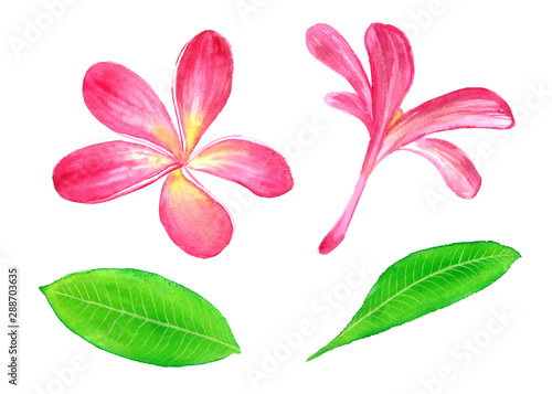 Plumeria rubra (acuminata, acutifolia, lutea, rangipani, red paucipan, red-jasmine, red frangipani, common frangipani, temple tree), isolated hand painted watercolor illustration. design element