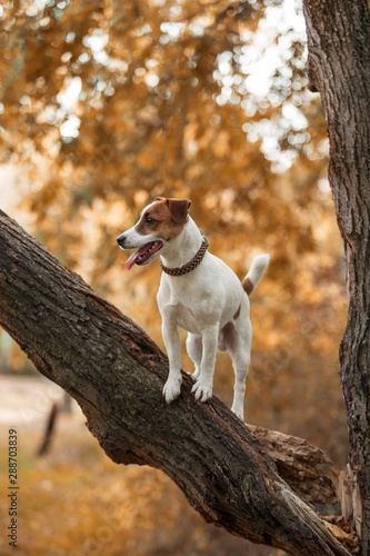 Autumn dog jack russell  © Марина Колобанова