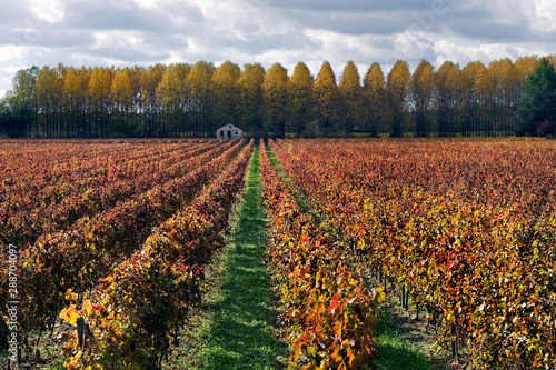 Herbstliche Weinberge südlich von Creon, Aquitaine/ Frankreich