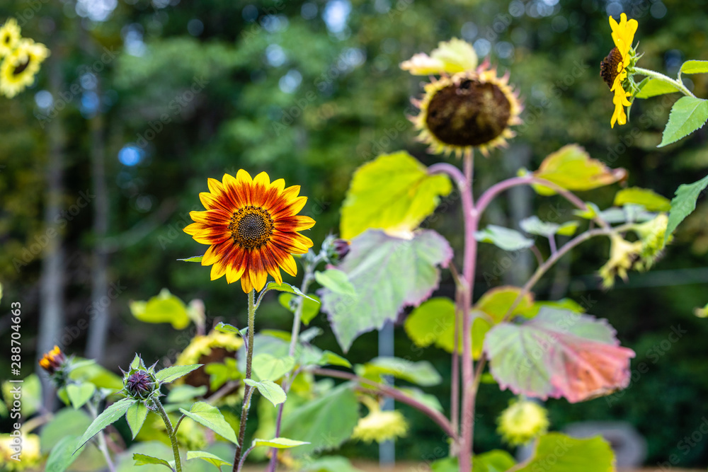 Obraz premium Sunflower