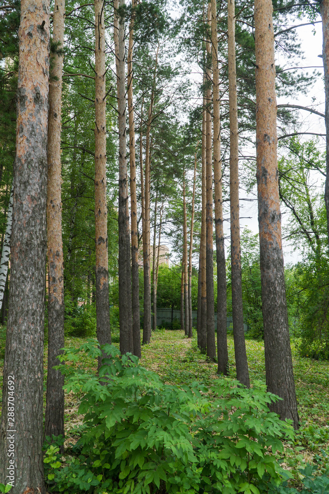 crowns of trees in the forest, sunny day crowns of trees in the forest, sunny day