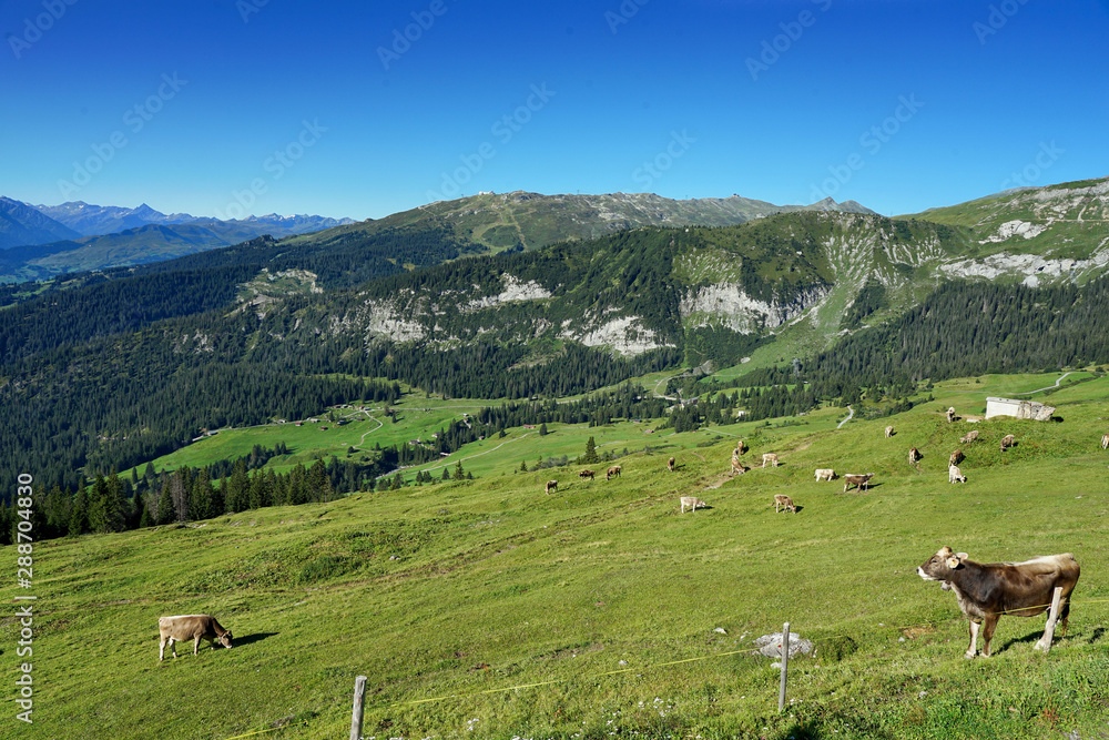 Naklejka premium Blick auf die Schweizer Bergwelt mit Kühen im Vordergrund