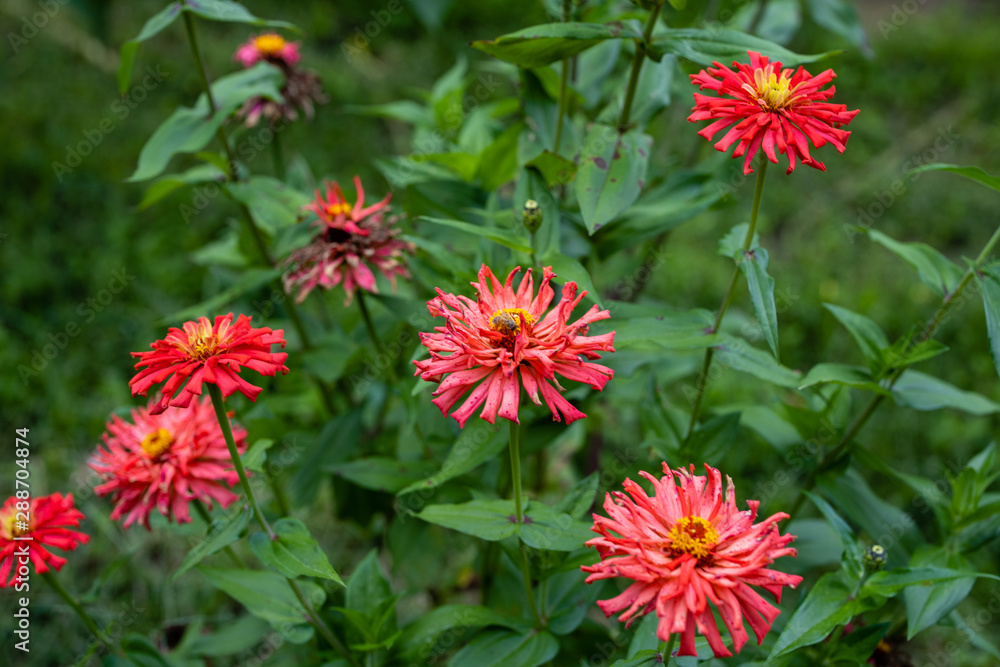 Red Flowers Red Flowers