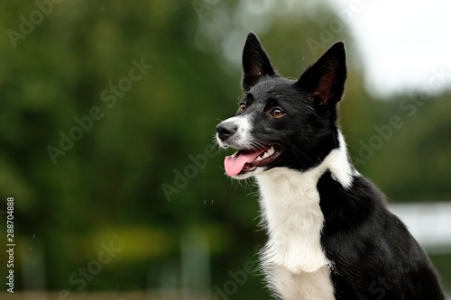Stampa su tela A beautiful border collie with her tongue sticking out