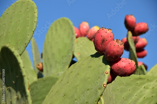 Cactus plant and red prickly pears