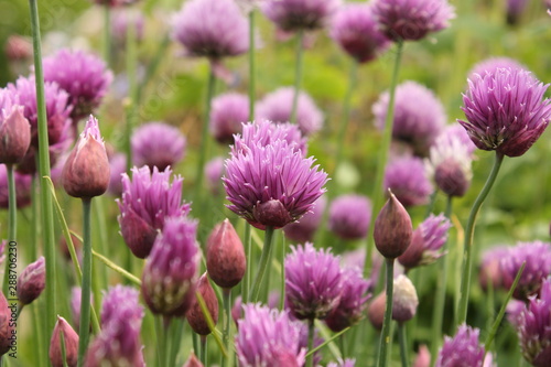 beautiful purple flowering chives plants closeup in the vegetable garden