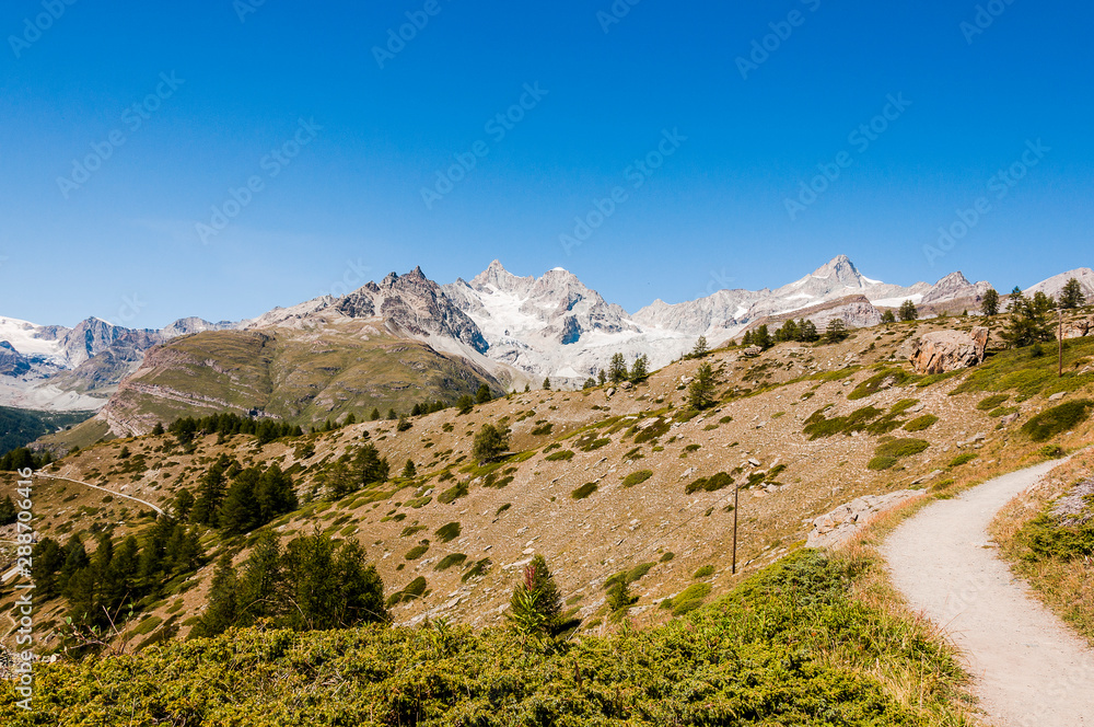 Zermatt, Findeln, Sunnegga, Wanderweg, Wallis, Alpen, Bergwiesen, Bergblumen, Gletscher, Zinalrothorn, Ober Gabelhorn, Sommer, Schweiz