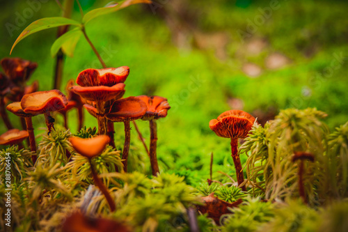 Mushroom in the forest grass. A fabulous summer forest and its inhabitants. Mysterious and mystical separation.