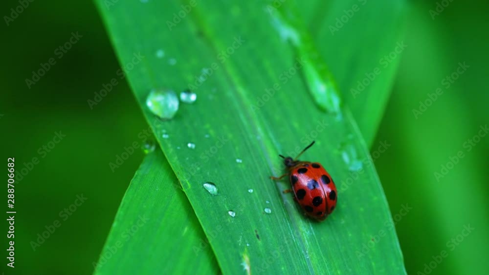 Closup video of Coccinellidae ladybird beetles in nature. Ladybird walking on a green grass leaf and expel feces. Closup video of Coccinellidae ladybird beetles in nature. Ladybird walking on a green grass leaf and expel feces.