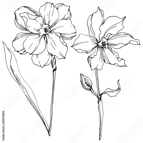 Vector Narcissus floral botanical flowers. Black and white engraved ink art. Isolated narcissus illustration element.