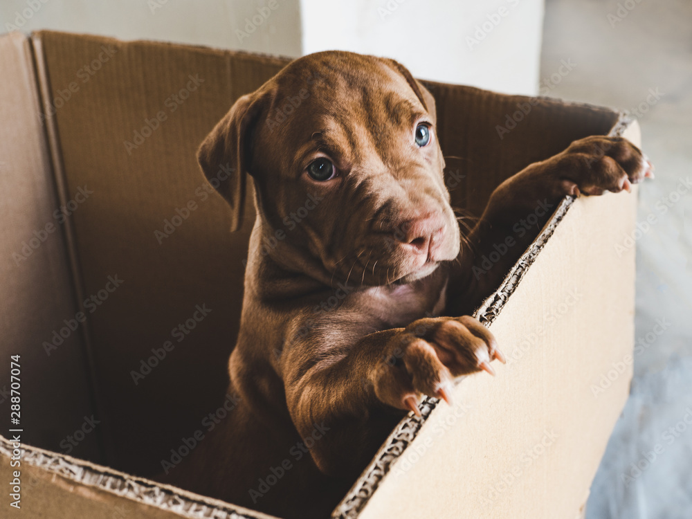 Cute puppy of chocolate color standing on hind legs in a cardboard box. Close-up, indoor. Concept of care, education, obedience training, raising of pets - obrazy, fototapety, plakaty 
