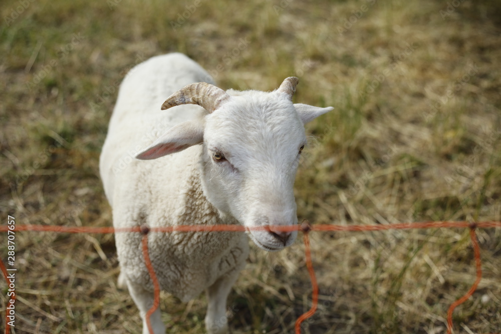 Fototapeta premium White goat behind a red plastic fence