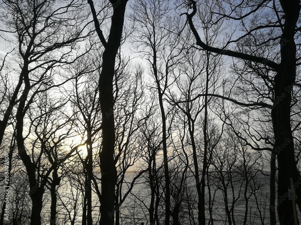 leafless trees that stood to guard a small village in a windy day during sunset leafless trees that stood to guard a small village in a windy day during sunset