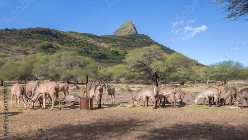 herd of antelopes in a field in Mauritius