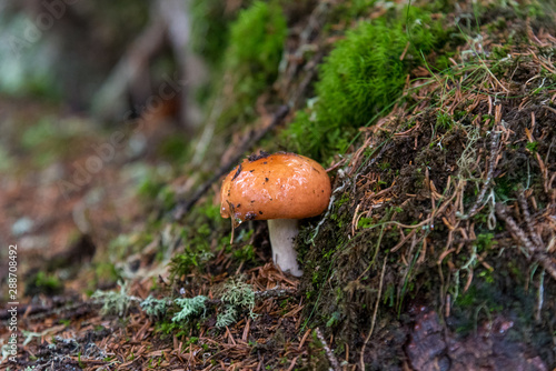 orange mushroom in the forest