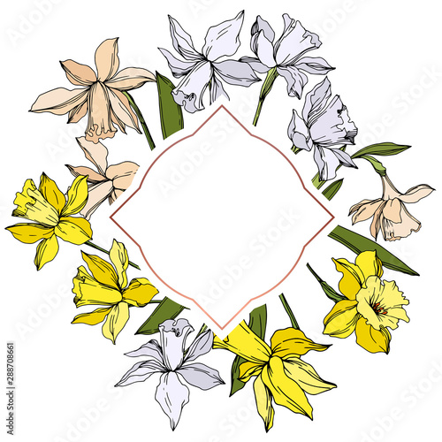 Vector Narcissus floral botanical flowers. Black and white engraved ink art. Frame border ornament square.
