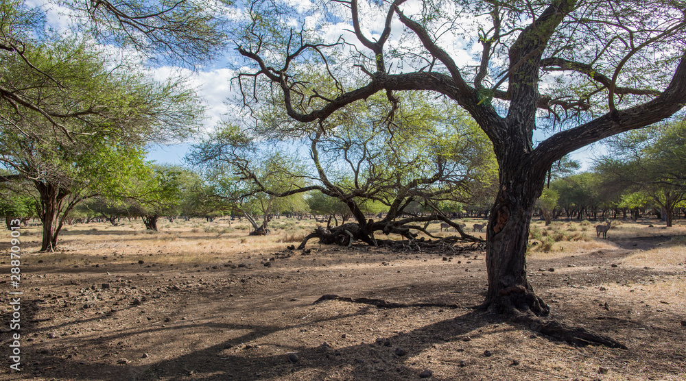 summer landscape african savannah in Mauritius summer landscape african savannah in Mauritius