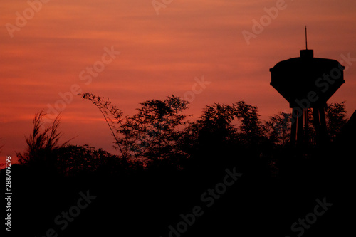 silhouette of tree at sunset
