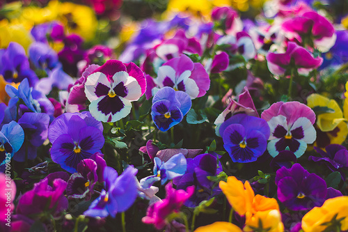 Flower pansy viola wittrockiana photo
