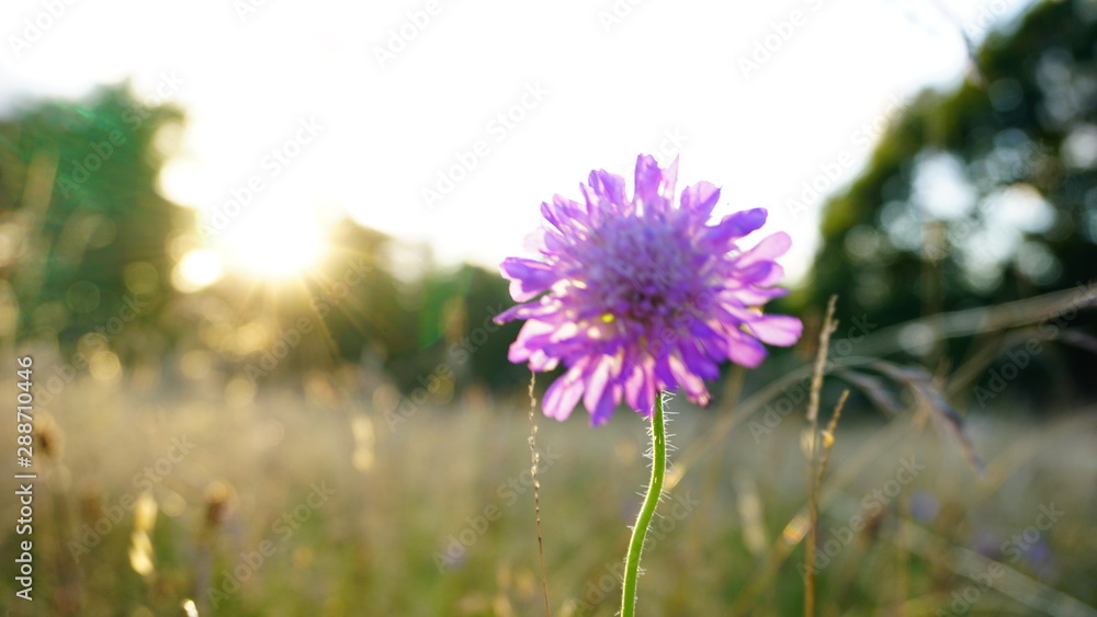 Flower Flower