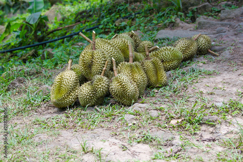 Durians are the king of fruits   Fresh durian fruit on tree