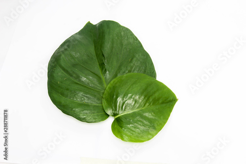 Tropical leaves  isolated on white background