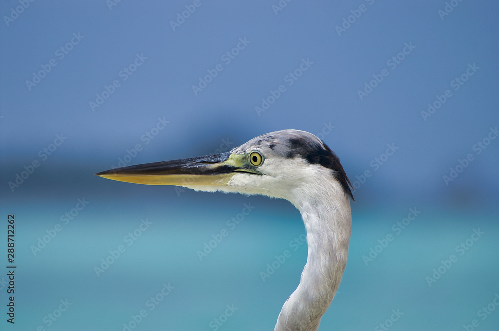Close up of head of beautiful heron on white beach and turquoise water near Maafushi Island Maldives Indian Ocean Close up of head of beautiful heron on white beach and turquoise water near Maafushi Island Maldives Indian Ocean