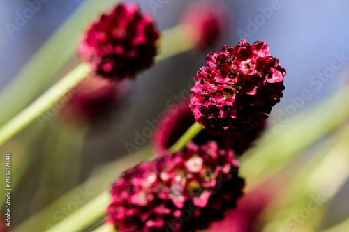 Sanguisorba officinalis or Great Burnet flowers in the summer meadow.