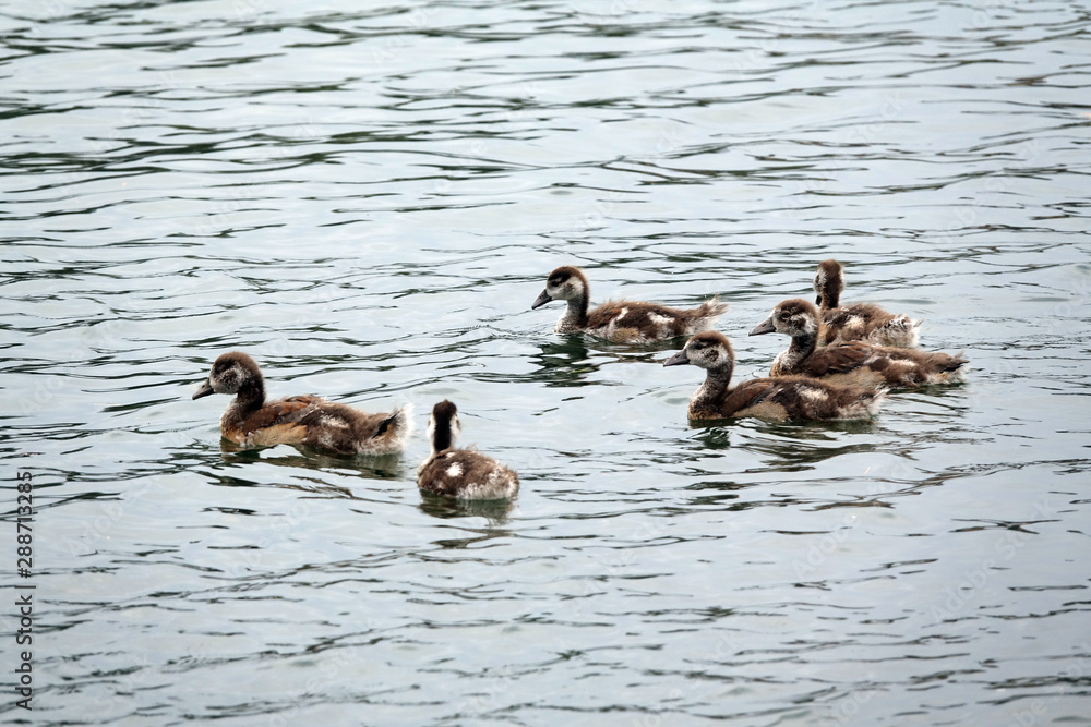 Junge Nilgänse Junge Nilgänse