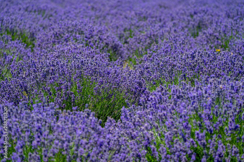 Beautiful field of purple lavender at a lavender farm