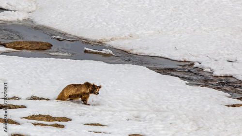 Himalayan Brown Bear also known as red bear and habitat of Deosai Plateau of Skardu, Pakistan. It is one of the critically endangered species with estimated population of about 150 in the region.