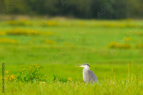 Grey heron Ardea cinerea standing in the rain on a meadow.