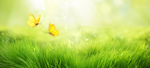 Natural green background of young juicy grass in sunlight with beautiful bokeh. Lush grass macro and two flying butterflies in nature outdoors, wide format with copy space.