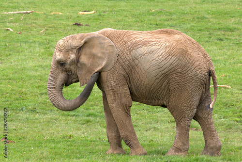 African elephant.