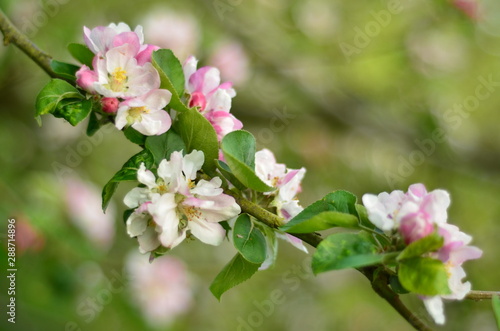 An apple tree in blooming