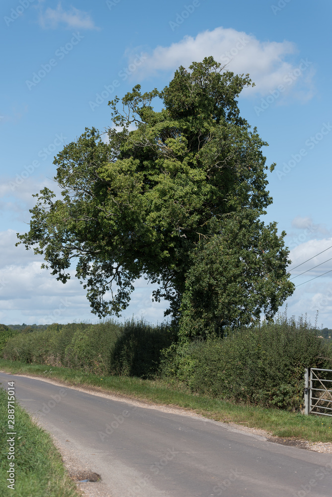Hampshire countryside on sunny day spring or Summer Hampshire countryside on sunny day spring or Summer