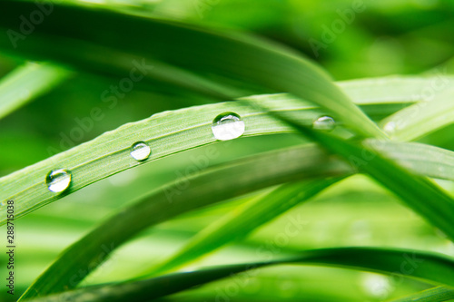 Beautiful dew drops on green grass leaf close up. Three drops of dew. Summer abstract background. Ecology, earth day, save pure water concept.