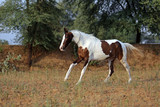 paint marwari mare in field