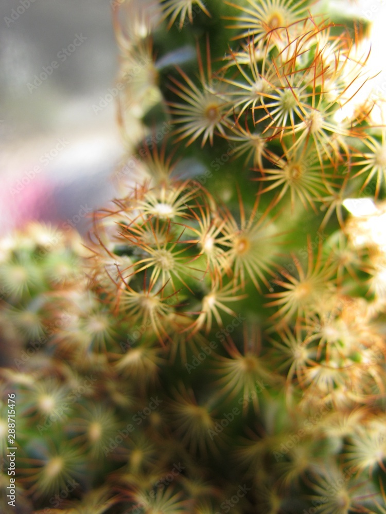 Beautiful cactus from home garden Beautiful cactus from home garden